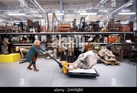 Clare Brown, curator of natural science, moves a 150 year old Indian Elephant skull, one of over a million objects including 800,000 plant and animal specimens at the Leeds Discovery Centre, as the purpose built museum storage and conservation facility prepares to reopen their store room for public visits. Picture date: Tuesday January 25, 2022. Stock Photo