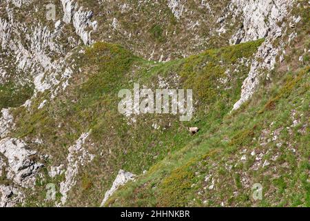 Gran Sasso National Park, View of the Abruzzo chamois, L’Aquila, Abruzzo, Italy,, Europe Stock Photo