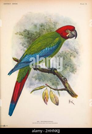 The red-headed macaw or Jamaican green-and-yellow macaw (Ara erythrocephala) may have been a species of parrot in the family Psittacidae that lived in Jamaica, but its existence is hypothetical. by John Gerrard Keulemans from ' Extinct birds ' : an attempt to unite in one volume a short account of those birds which have become extinct in historical times : that is, within the last six or seven hundred years : to which are added a few which still exist, but are on the verge of extinction. by Baron, Lionel Walter Rothschild, 1868-1937 Published 1907 as a limited edition book in London by Hutchin Stock Photo