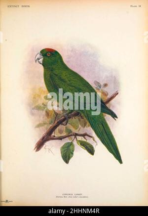 The Guadeloupe parakeet (Psittacara labati here as Conurus labati) is a hypothetical species of parrot that would have been endemic to Guadeloupe. by John Gerrard Keulemans from ' Extinct birds ' : an attempt to unite in one volume a short account of those birds which have become extinct in historical times : that is, within the last six or seven hundred years : to which are added a few which still exist, but are on the verge of extinction. by Baron, Lionel Walter Rothschild, 1868-1937 Published 1907 as a limited edition book in London by Hutchinson & Co. Stock Photo