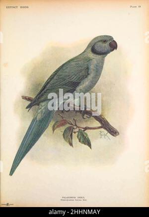 Newton's parakeet (Psittacula exsul syn Palaeornis exsul), also known as the Rodrigues parakeet or Rodrigues ring-necked parakeet, by John Gerrard Keulemans from ' Extinct birds ' : an attempt to unite in one volume a short account of those birds which have become extinct in historical times : that is, within the last six or seven hundred years : to which are added a few which still exist, but are on the verge of extinction. by Baron, Lionel Walter Rothschild, 1868-1937 Published 1907 as a limited edition book in London by Hutchinson & Co. Stock Photo