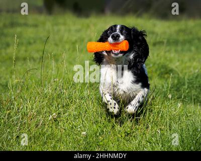 Cocker Spaniel dog retrieving a training dummy, UK Stock Photo