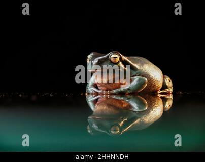 White's tree frog / dumpy tree frog, Litoria caerulea Stock Photo