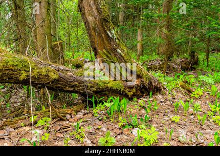 The trunk of an old, moss-covered tree has split long ago and one part lies on the ground. Forest growth grows around and the first spring grasses mix Stock Photo