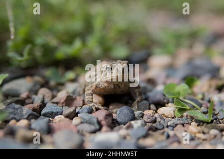 Chillin Toad Stock Photo