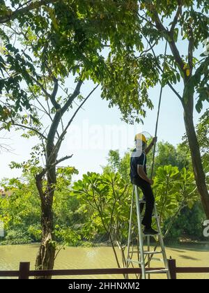 Asian professional gardener trimming plants using pruning saw on a ladder. A Tree Surgeon or Arborist cuts branches of a tree in the garden. Man sawin Stock Photo