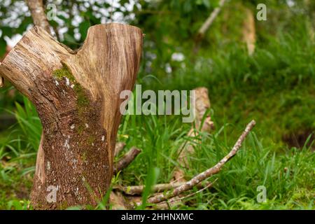 Selective focus on the surface of the bark which has a rough texture, slightly dry, and a characteristic brown colour of wood. Used for nature-themed Stock Photo