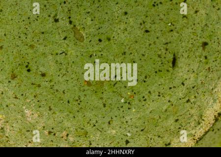 Puddles of water on the surface of the concrete floor that has started to turn green because it is overgrown with moss Stock Photo