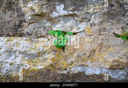 Concrete wall made of old stones with a growing green plant in the center, exterior background texture Stock Photo