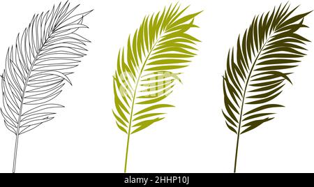 Palm leaves. Tropical leaves. Green palm leaf on a white background. Stock Vector
