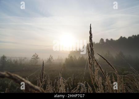 A foggy morning over a forest swamp with a view of the grass in the foreground. dry grass on the background of sunrise. Stock Photo