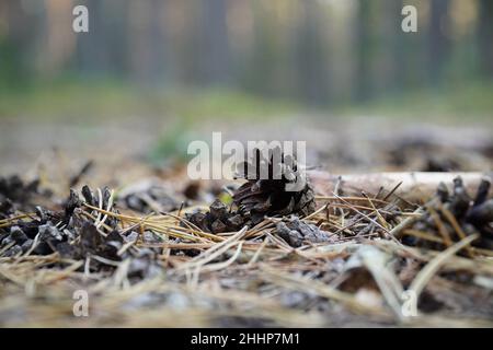 a close-up of a pine cone lying on the ground, among the needles. Stock Photo