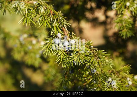 close-up on a sprig of juniper with berries Stock Photo