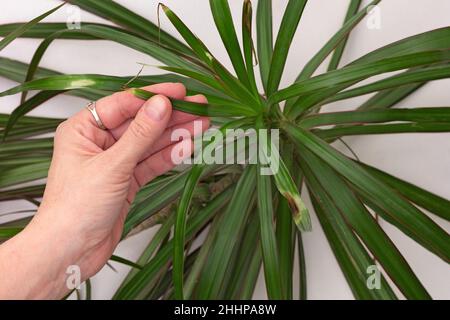 Top view of woman hand holding Dracaena marginata leaf showing dry brown edge on white background Stock Photo