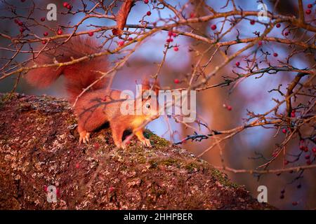 Squirrel on moss-covered tree in the red sunset. Red squirrel sitting on a tree in the forest. Beautiful squirrels. Animal in the nature habitat. Stock Photo