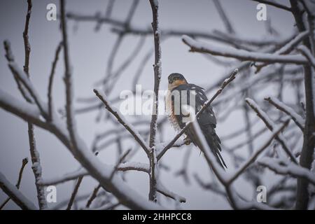 Eurasian sparrowhawk flying. Beautiful autumn forest landscape. Sparrow hawk in a autumn setting. Wildlife scene from nature. Animal in the nature hab Stock Photo