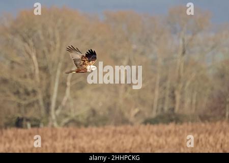 Marsh Harrier in flight over reed beds on the Somerset Levels Stock Photo