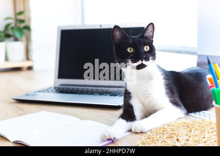Playful black cat with white mustache and paws lies on desktop by window next to laptop and writing utensils. Cat is going to write something in Stock Photo