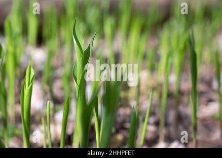 New leaves of lilies of the valley in the spring forest, selective focus Stock Photo