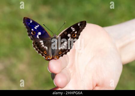 Beautiful butterfly sits on the girl's fingertips, selective focus, Blue gloss open wings, selective focus. Stock Photo