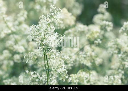 White tender bedstraw flowers in a summer meadow, selective focus Stock Photo