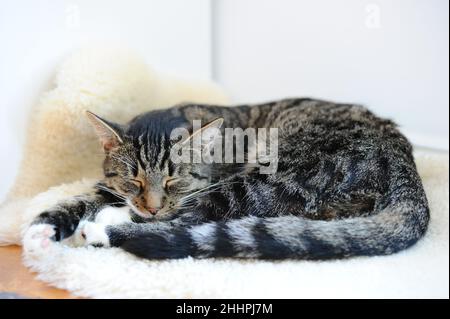 Grey cat sleeping on a sheepskin Stock Photo