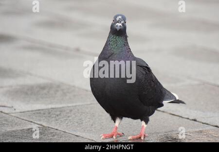 Feral street pigeon standing on a sidewalk. Whole bird. Eye contact, looking at the camera head on Stock Photo