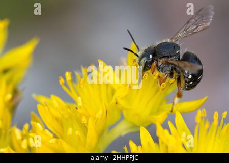 Wildbiene am Mauerpfeffer Stock Photo