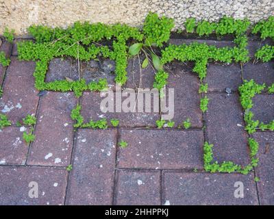 Grass growing between paving stones. Symbol of nature in an urban environment. Stock Photo