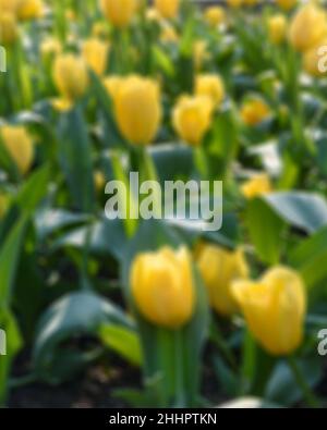 Defocused abstract background of yellow tulips Stock Photo
