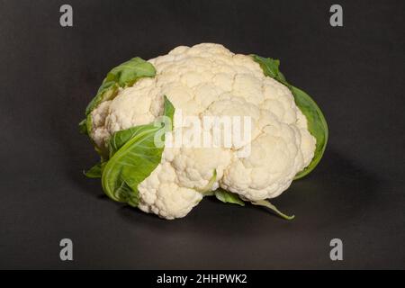single cauliflower on black background Stock Photo