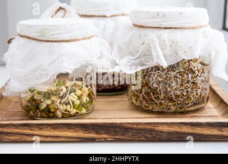 Various seed sprouts growing in glass jars, healthy vitamin rich food snack. Lucerne or Alfalfa, mung bean sprouts, broccoli sprouts seeds in jars. Stock Photo