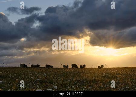 Sunset over a field with cows grazing in silhouette Stock Photo