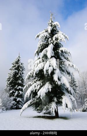 A western hemlock tree stands in the open with the branches covered in a thick coating of snow on a partly cloudy day Stock Photo