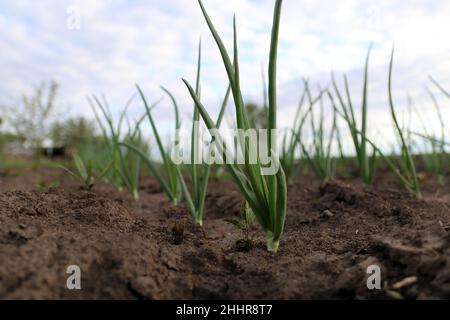 Row of green onion on the  field. Growing onions. Stock Photo