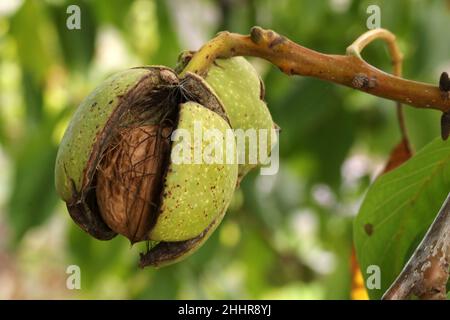 Ripe walnut on a branch. Half open shell Stock Photo