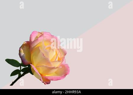 Pink rose flower on gray-pinc background. Selective focus. Copy space. Stock Photo