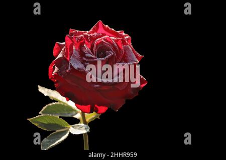 Frozen rose covered with ice crystals on black background. Stock Photo