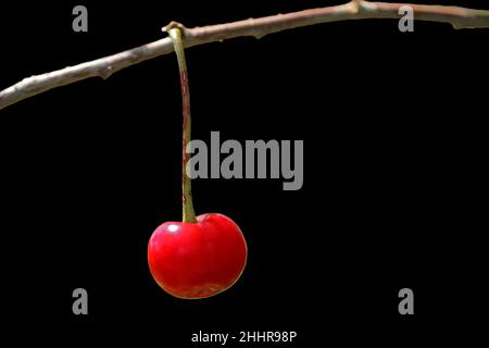 Harvesting cherries. Cherry berry on branch. Stock Photo