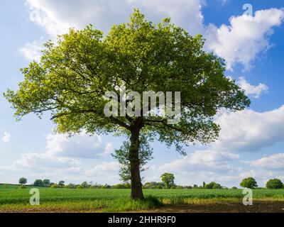 One of a series of a single Oak tree in the seasons.Lone tree in a green field iin Spring. Fresh new leaves, fluffy couds and blue sky on a fine day. Stock Photo