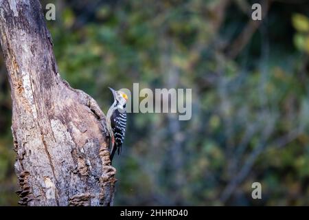 Yellow-crowned Woodpecker, Dendrocopos mahrattensis, Uttarakhand, India Stock Photo