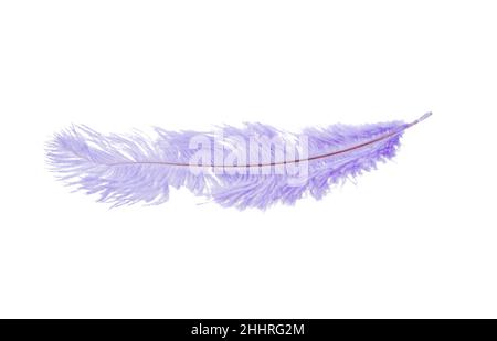 fluffy feather in blue color isolated on the white Stock Photo