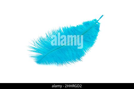 fluffy feather in blue color isolated on the white Stock Photo