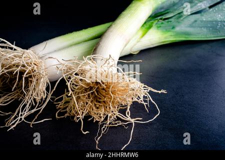 Closeup View of Leek Roots on a Dark Background: Three whole leeks viewed from the root ends Stock Photo