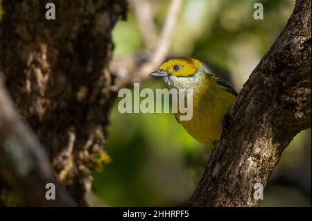 Silver-throated Tanager (Tangara icterocephala) Stock Photo