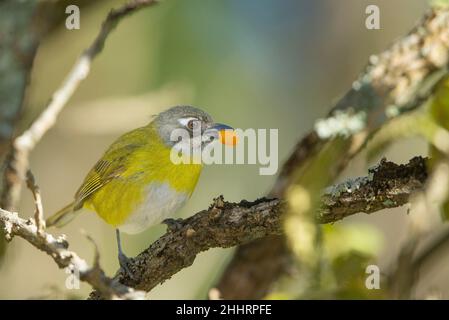 Common Bush-tanager  (Chlorospingus ophthalmicus) Stock Photo