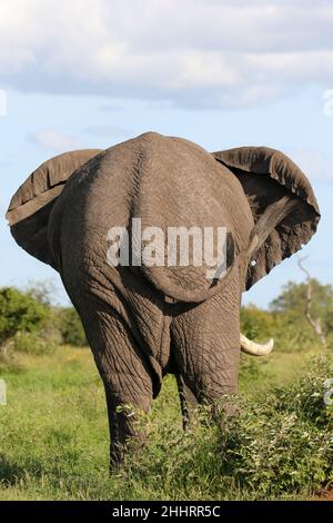 Elephant in the Kruger National Park Stock Photo