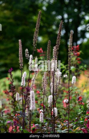 Actaea simplex Atropurpurea Group,cimicifuga racemosa,flower,flowers ,flowering,perennial,RM Floral Stock Photo