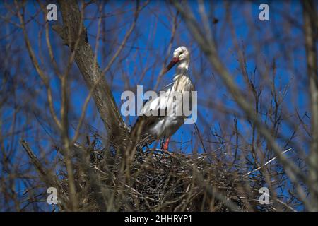 Cigognes en vol et nid en baie de Somme Stock Photo
