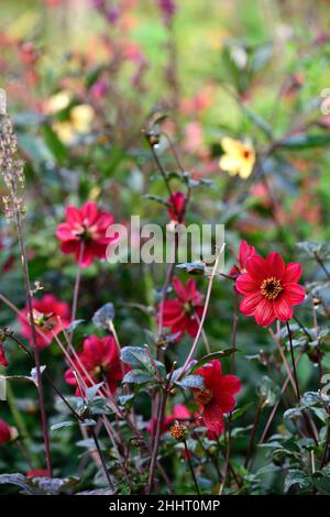 Dahlia seedling,red,dark red,seedlings,scarlet coloured, flower,flowers,flowering,mixed bed,hot bed,hot border,hot borders,single flower,single flower Stock Photo